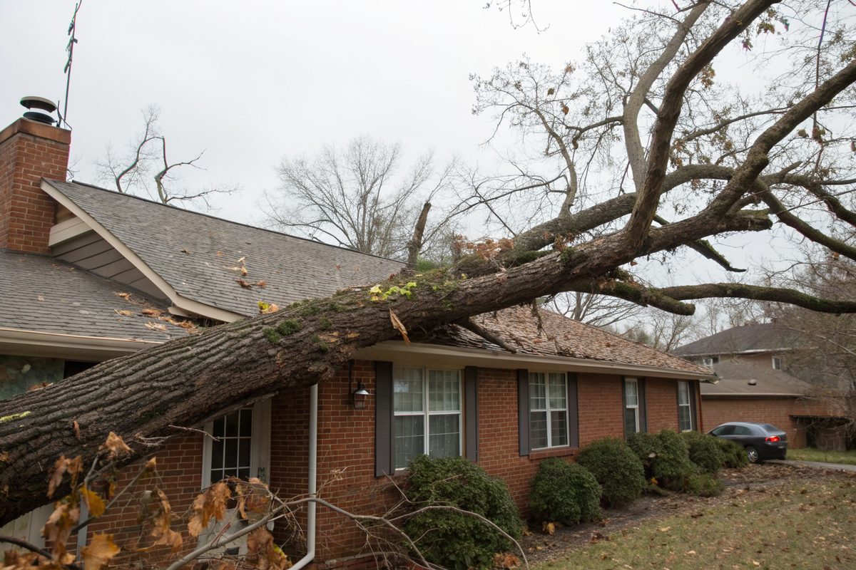 A broken oak limb lying across the shingle roof and gutter of a brick house